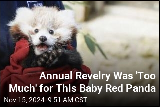 Zoo: Baby Red Panda Died of &#39;Firework Stress&#39;