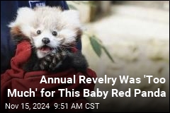 Zoo: Baby Red Panda Died of &#39;Firework Stress&#39;