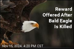 Reward Offered After Bald Eagle Is Killed