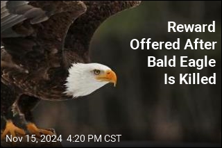 Reward Offered After Bald Eagle Is Killed