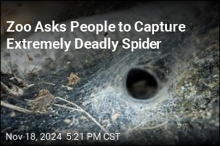 Zoo Asks People to Capture Extremely Deadly Spider