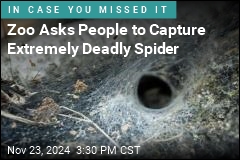 Zoo Asks People to Capture Extremely Deadly Spider