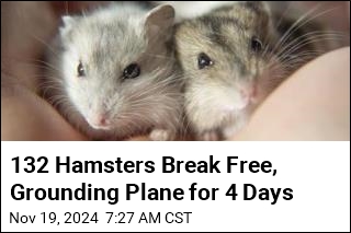 132 Hamsters Break Free, Grounding Plane for 4 Days