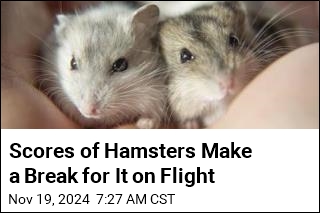 132 Hamsters Break Free, Grounding Plane for 4 Days