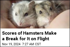 132 Hamsters Break Free, Grounding Plane for 4 Days