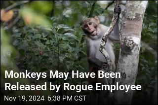 Monkeys May Have Been Released by Rogue Employee