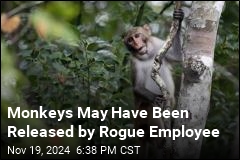 Monkeys May Have Been Released by Rogue Employee