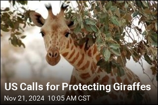 US Calls for Protecting Giraffes