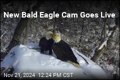 New Bald Eagle Cam Goes Live