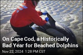 On Cape Cod, a Historically Bad Year for Beached Dolphins