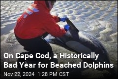 On Cape Cod, a Historically Bad Year for Beached Dolphins