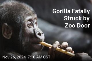 Gorilla Fatally Struck by Zoo Door