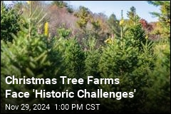 It&#39;s Hard Times for This Year&#39;s Christmas Tree Farms