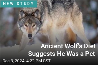 12K Years Ago, Early Americans Fed Wolves