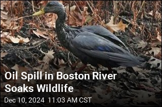 Oil Spill in Boston River Soaks Wildlife