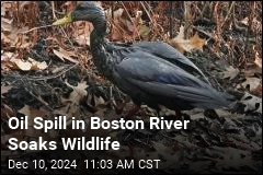 Oil Spill in Boston River Soaks Wildlife