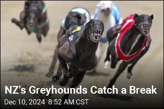 New Zealand Is Retiring Its Greyhounds