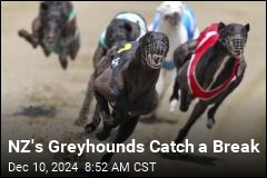 New Zealand Is Retiring Its Greyhounds