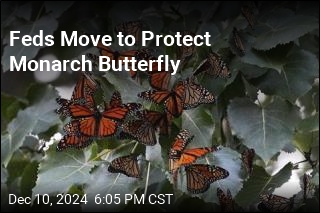 Feds Move to Protect Monarch Butterfly