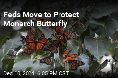 Feds Move to Protect Monarch Butterfly