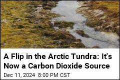 Arctic Tundra Is Losing Its Carbon Storage Powers