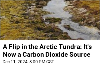 Arctic Tundra Is Losing Its Carbon Storage Powers