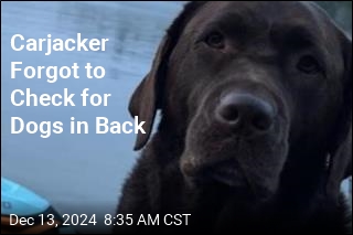 Carjacker Forgot to Check for Dogs in Back