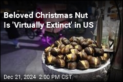 Not Roasting on an Open Fire: &#39;Virtually Extinct&#39; US Chestnuts