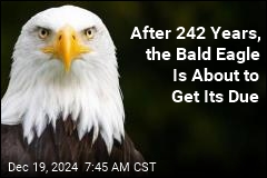 Finally, Something Congress Can Agree On&mdash;the Bald Eagle