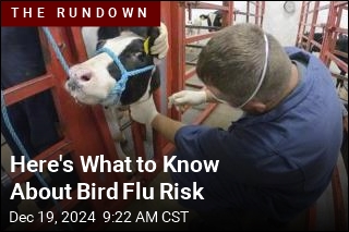 What to Know About Bird Flu Risk