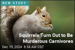 Squirrels Turn Out to Be Murderous Carnivores