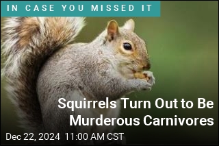 Squirrels Turn Out to Be Murderous Carnivores