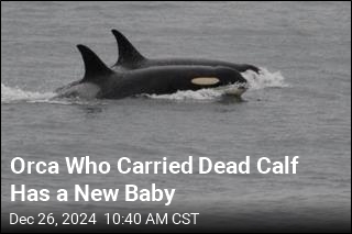 Orca Who Carried Dead Calf Gives Birth to Another