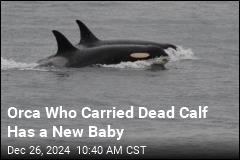 Orca Who Carried Dead Calf Gives Birth to Another