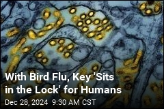 CDC: Mutations in Louisiana Bird Flu Patient &#39;Concerning&#39;