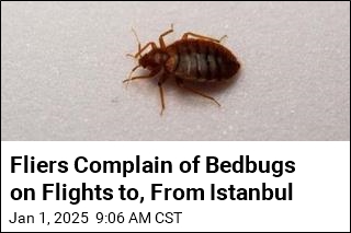 Fliers Complain of Bedbugs on Turkish Airlines Flights