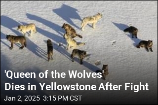 11-Year-Old Gray Wolf Dies in Yellowstone After Fight