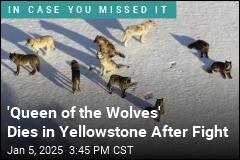 11-Year-Old Gray Wolf Dies in Yellowstone After Fight