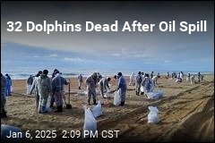 32 Dolphins Dead Following Oil Spill