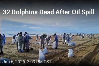 32 Dolphins Dead Following Oil Spill