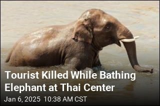 Tourist Killed by Elephant She Was Bathing