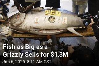 Fish as Big as a Grizzly Sells for $1.3M