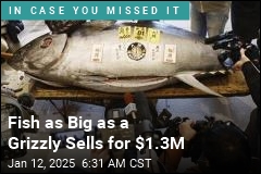 Fish as Big as a Grizzly Sells for $1.3M