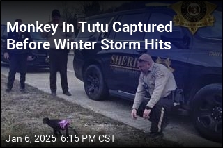 Escaped Monkey in Tutu Captured Before Storm Hits