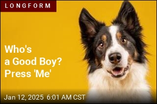 Who&#39;s a Good Boy? Press &#39;Me&#39;