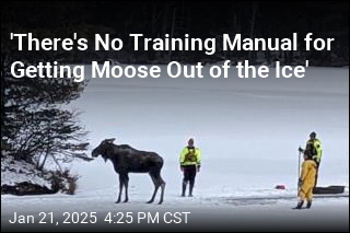 Moose Rescued After Falling Through Ice