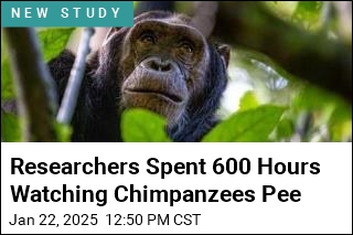 When One Chimpanzee Pees, Another Might Follow