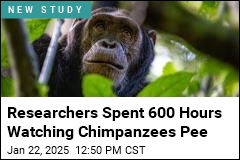 When One Chimpanzee Pees, Another Might Follow