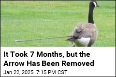 After 7 Months, Canada Goose Gets Arrow Removed