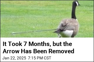 After 7 Months, Canada Goose Gets Arrow Removed